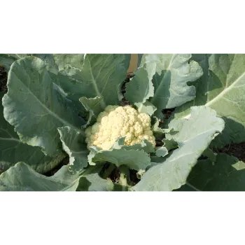Cauliflower (38)-6655437-12583.webp